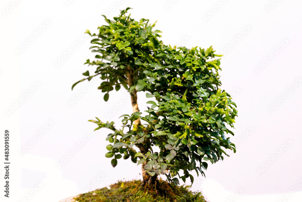 bonsai tree on a white background