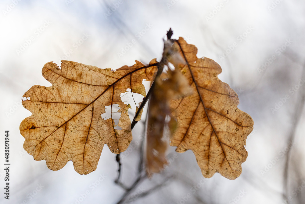Oak leaves in autumn color on the background of the first snow. Autumn oak leaves decorate a beautiful nature bokeh background with forest ground. Beautiful autumnal oak leaves. Oak leaves in autumn color on the background of the first snow. Autumn oak leaves decorate a beautiful nature bokeh background with forest ground. Beautiful autumnal oak leaves.