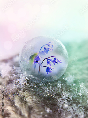 spring mood, frozen soap bubbles and spring flower inside