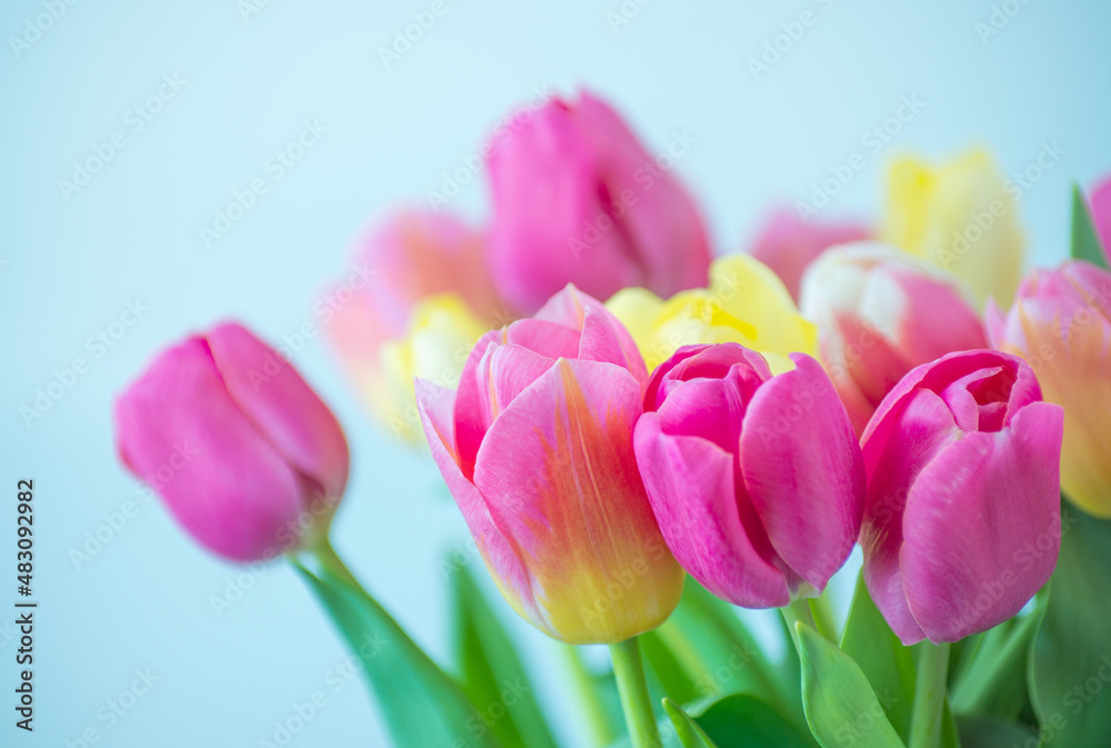 Mix of tulips flowers background