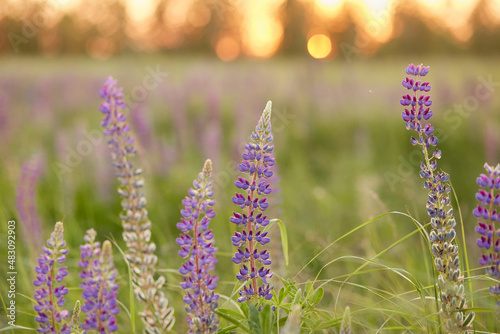 Lupinus, lupin, lupine field with purple and blue flowers at sunset. Bunch of lupines summer flower background.