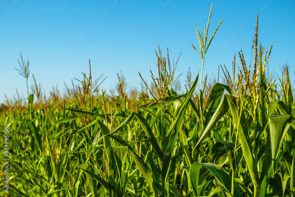 Fototapeta premium Field with young green stems of corn on a blue background. Corn growing business on a private farm.