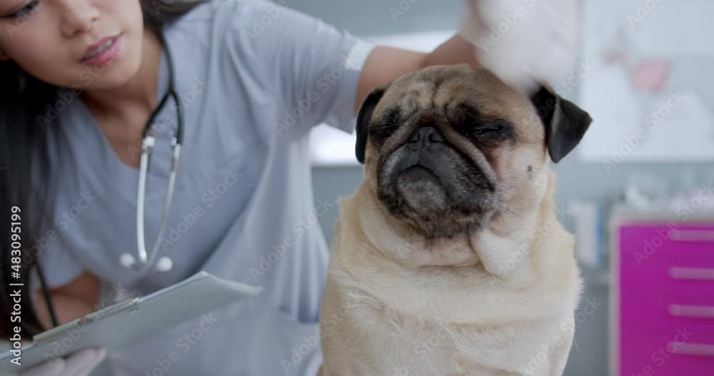 Cropped view of the happy pug dog sitting at the examination table at the veterinary clinic while doctor standing at the background. Pets health care concept Cropped view of the happy pug dog sitting at the examination table at the veterinary clinic while doctor standing at the background. Pets health care concept