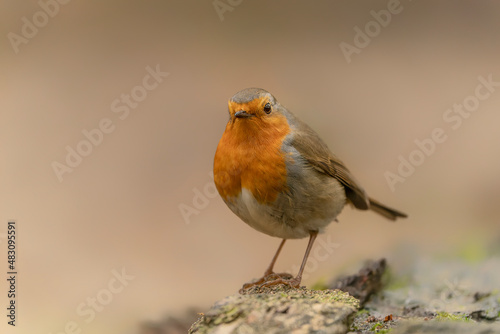  European Robin (Erithacus rubecula) in the forest of Limburg in the Netherlands. Green background.                                                  © Albert Beukhof