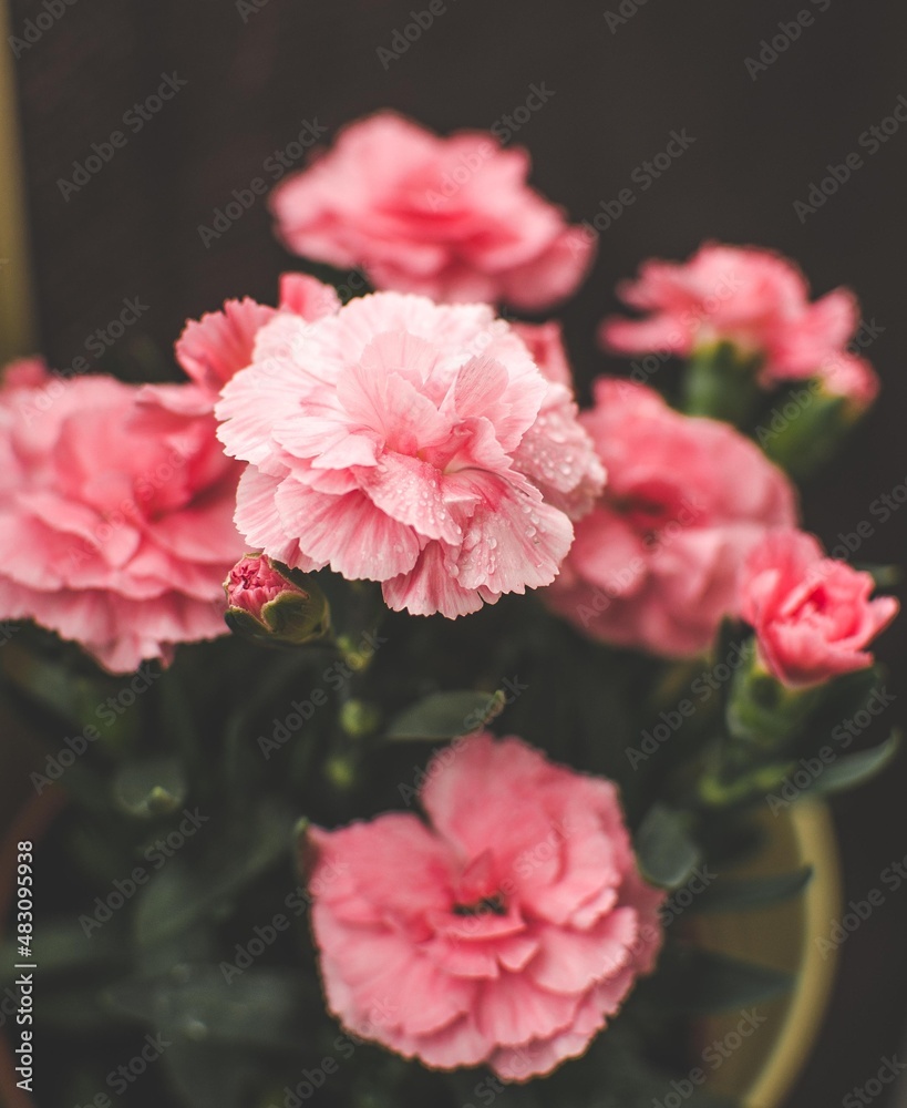 Pink flowers with water drops - obrazy, fototapety, plakaty 