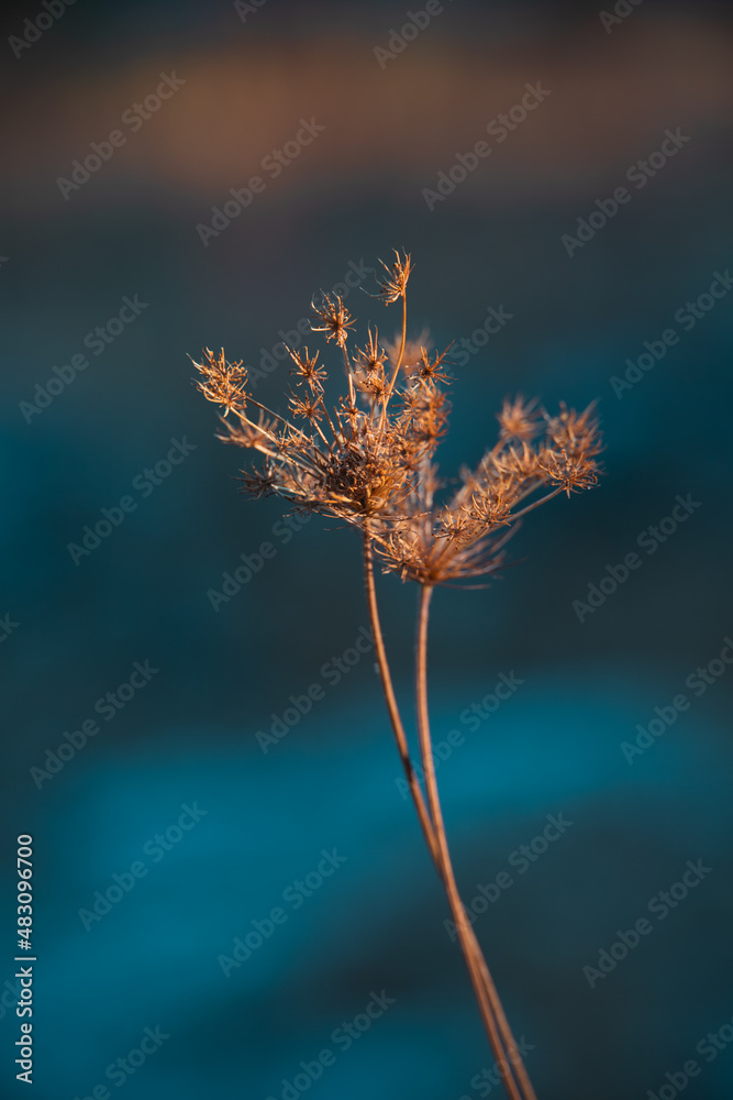 Obraz premium Selective focus. Close up, macro shot of a dry flower growing in the countryside, lit by the last rays of light on dramatic, abstract blue background. Visual poetry. Space for copy.