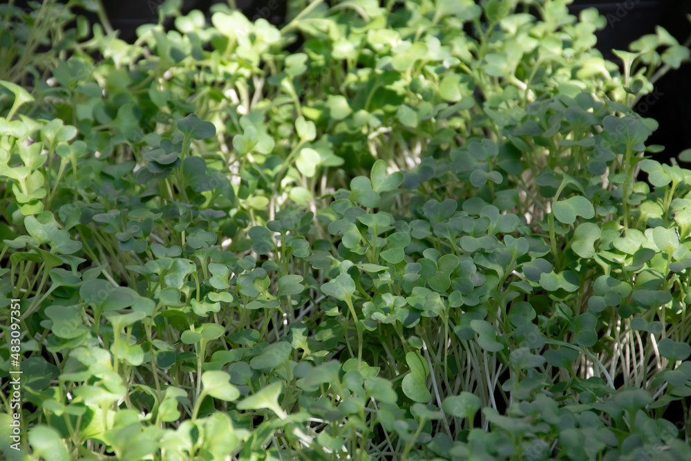Baby kale sprouts are growing in the seedling tray. Baby kale sprouts are growing in the seedling tray.
