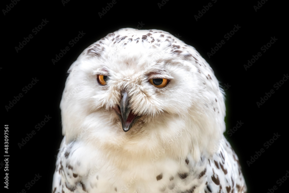 Fototapeta premium Female snowy owl, Bubo scandiacus, close-up front view against dark background.