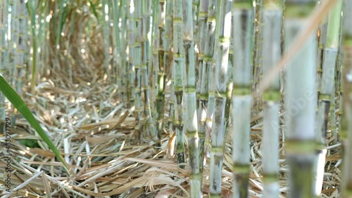 Slow motion scene of sugarcane plantation sugarcane cultivation