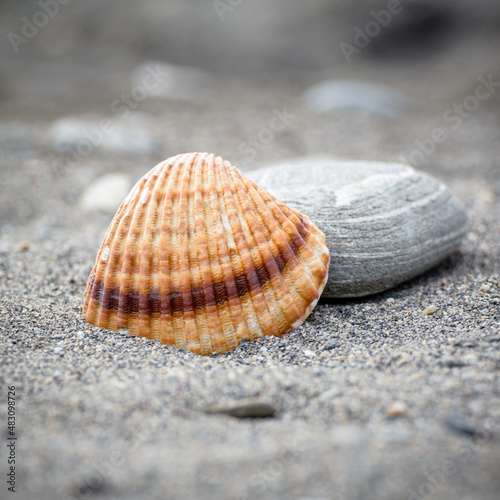 Muschel und Stein im Sand am Strand am Meer