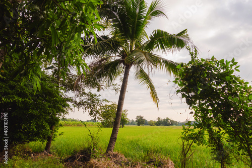 Coconut trees grow by the edge of the pond in the rice fields