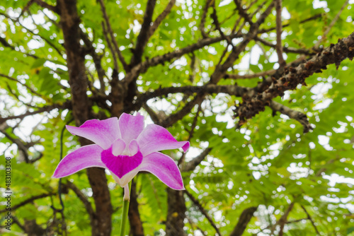 purple orchid sits on a branch under a gooseberry