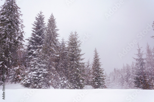 Winter landscape scene. Pine trees under a large layer of snow. Snowfall in the highlands. Harsh winter. Natural photos in winter.