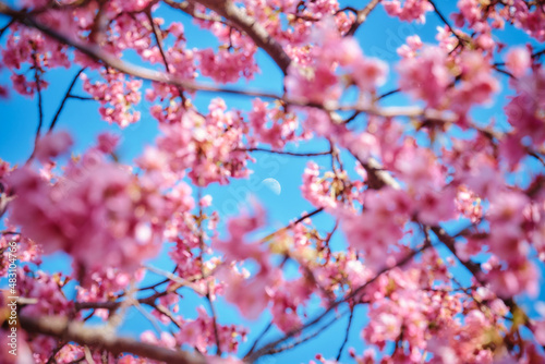 The moon seen through the cherry blossoms