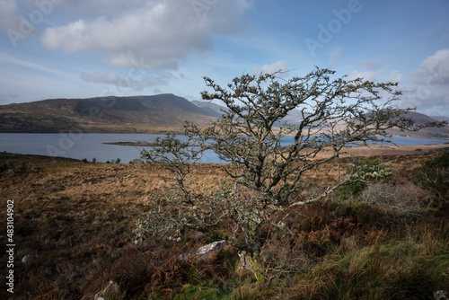 Lone hawthorn tree in Ireland near Lough Feeagh County Mayo in Ireland. The isolated Hawthorns can take beautiful shapes, silhouettes formed by the wind. 