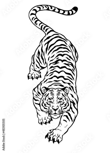 Fototapeta Naklejka Na Ścianę i Meble -  Hand Drawn of Black and White Crouching Angry Tiger