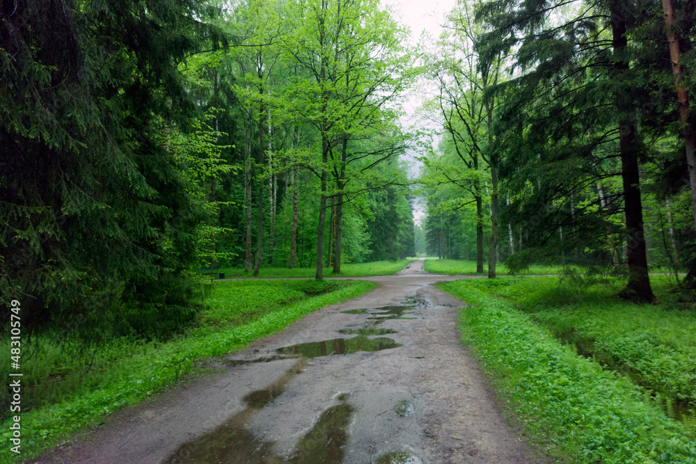 The road in the forest after the rain. The road in the forest after the rain.