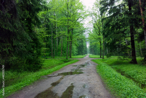The road in the forest after the rain.