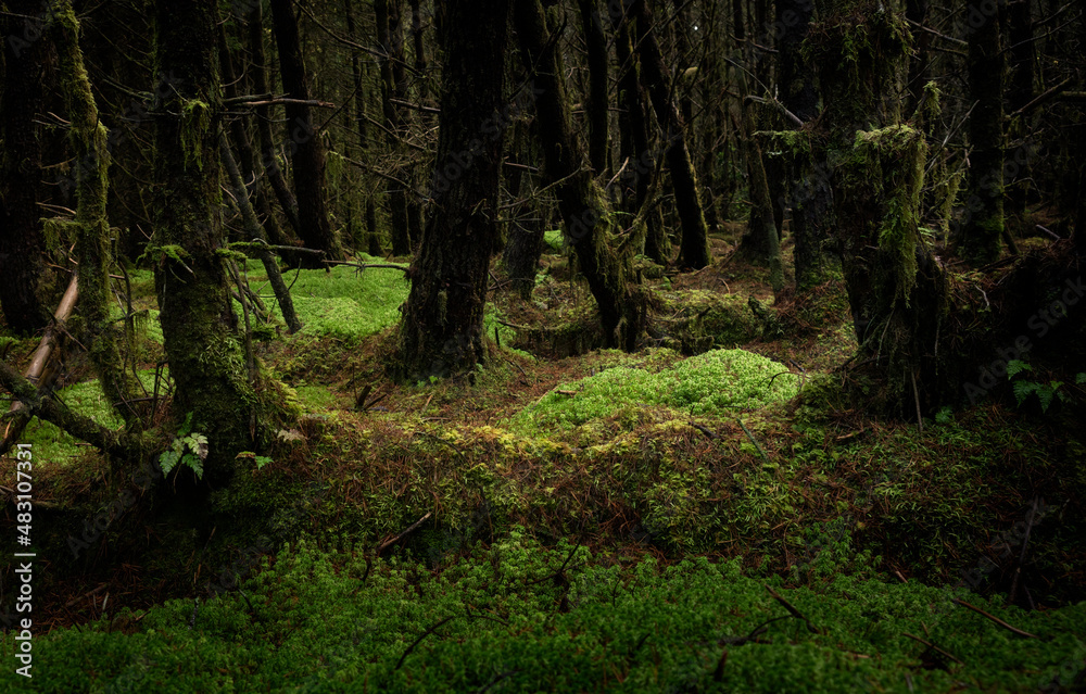 Dark forest with pine trees in Ireland. The soil is coverd with green mosses.