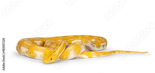 Female juvenile Reticulated python aka Malayopython reticulatus snake, full length isolated on a white background.  photo