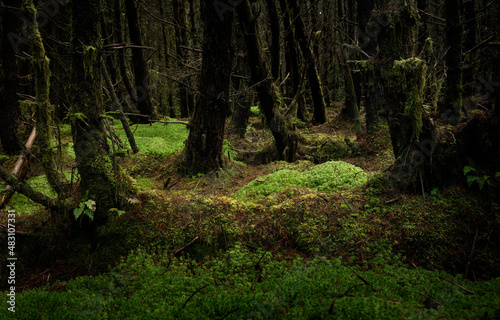 Dark forest with pine trees in Ireland. The soil is coverd with green mosses.