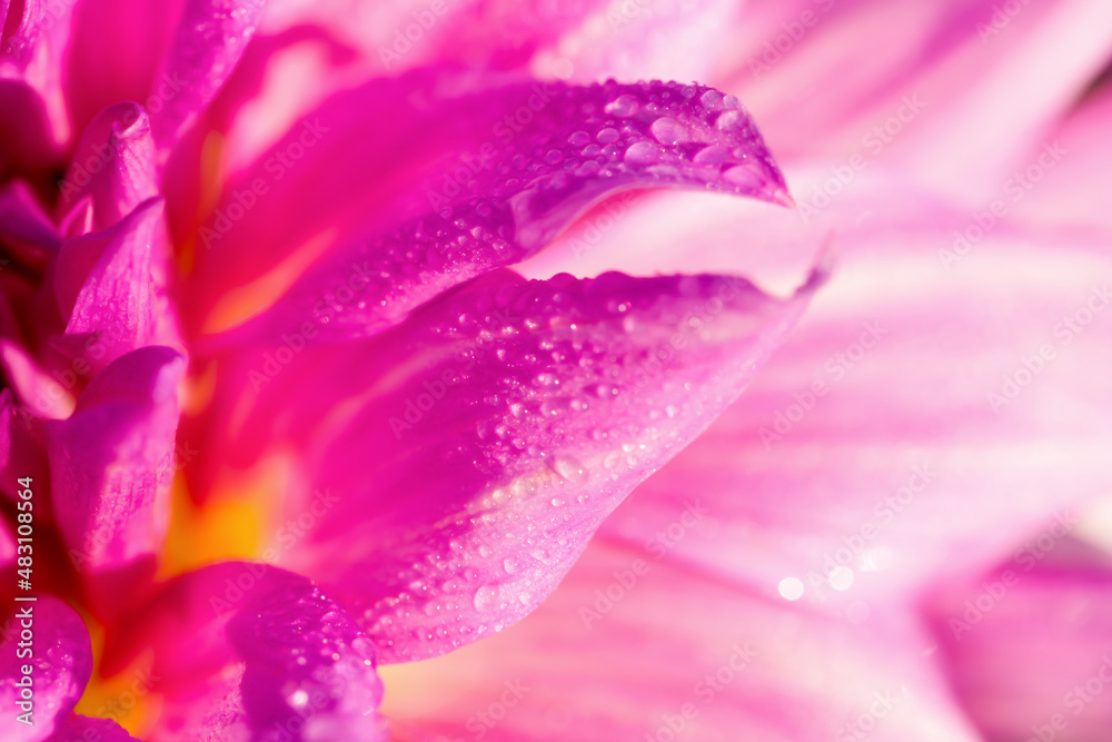 Dahlia petals with water drops