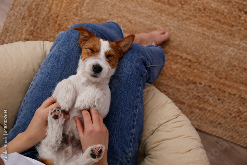 Cropped shot of unrecognizable woman wearing mom jeans with cute rough coated doggy on her lap. Adorable wire haired jack russell terrier pup lying on his back. Close up, copy space, background.