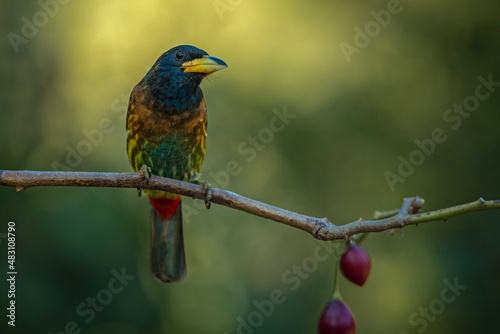 Portrait of a great barbet on a clean perch at an artificial hide in Sattal, Uttarakhand photo