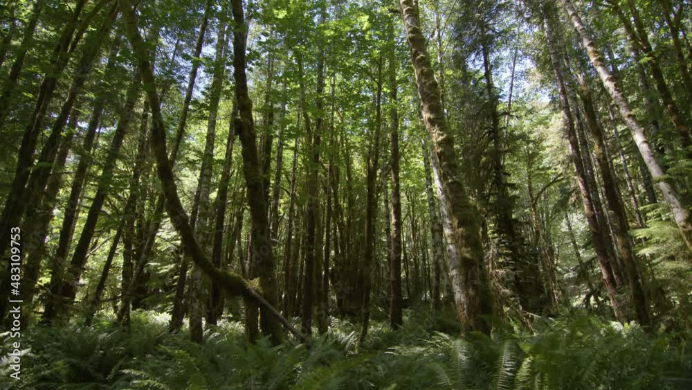 Old-growth tree and rainforest on Vancouver Island Canada, Harris Creek Sitka Spruce Recreation Site