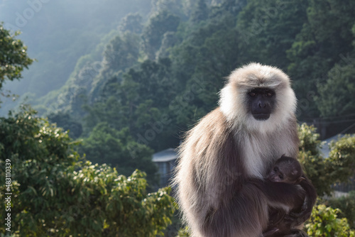 parent monkey sitting with baby monkey photo