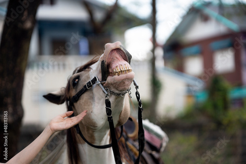 Close-up of a woman touching her horse with her hand with love