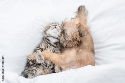 Lovely Brussels Griffon puppy hugs tiny gentle kitten under white warm blanket on a bed at home. Top down view