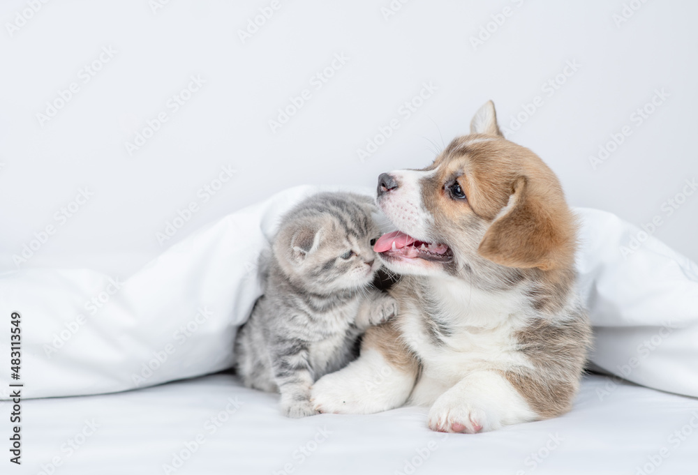 Tiny kitten plays with Friendly Pembroke Welsh corgi puppy  under warm blanket on a bed at home. Empty space for text