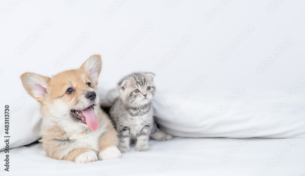 Cute Pembroke welsh corgi puppy and gray kitten sit together under warm blanket on a bed at home and look away on empty space