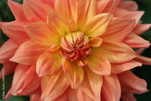 Spring Garden with coral dahlia. Blooming chrysanthemum flower in garden. Shallow depth of field. Coral flower Dahlia for background. Big flowers of blossoming autumn orange dahlia. Summer blossom