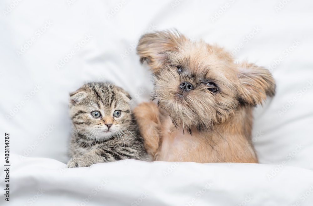Friendly Brussels Griffon puppy lying with tiny tabby fold kitten under white warm blanket on a bed at home. Top down view Friendly Brussels Griffon puppy lying with tiny tabby fold kitten under white warm blanket on a bed at home. Top down view