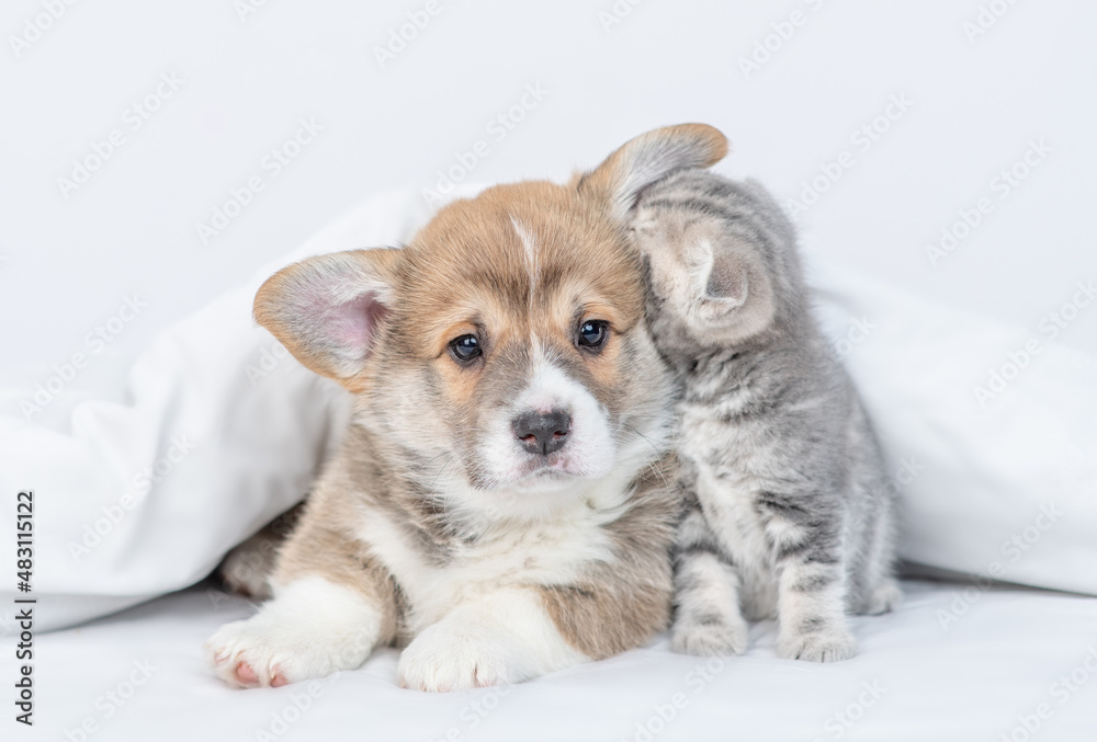 Tiny kittens whispering secrets in the puppy's ear under white warm blanket on a bed at home