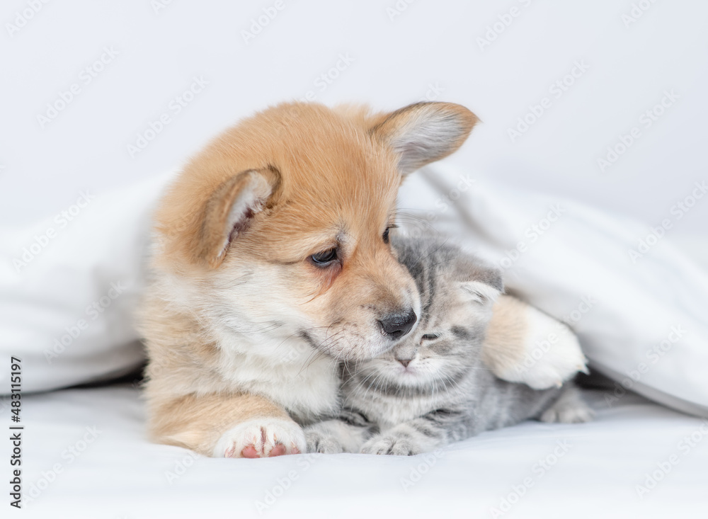 Friendly Pembroke Welsh corgi puppy hugs tiny kitten under warm blanket on a bed at home Friendly Pembroke Welsh corgi puppy hugs tiny kitten under warm blanket on a bed at home