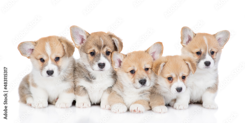 Five Pembroke Welsh Corgi puppies sit and look at camera together. isolated on white background