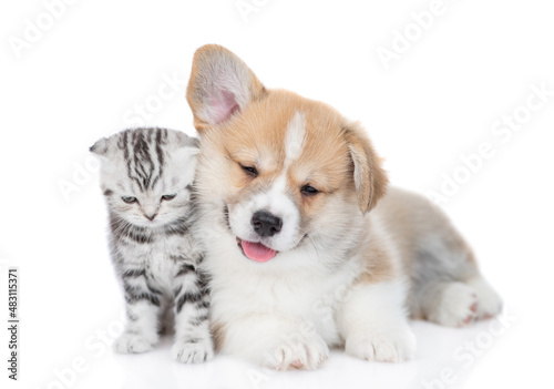 Gentle Pembroke welsh corgi puppy and tiny kitten lying together. isolated on white background