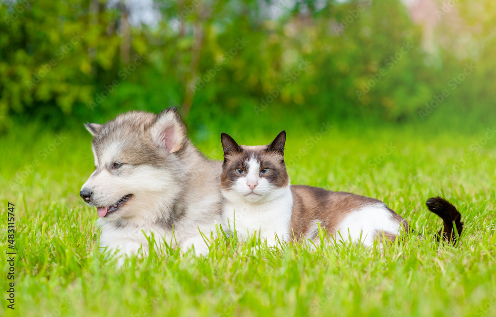 Alaskan  malamute puppy and siamese kitten lyung together on green summer grass
