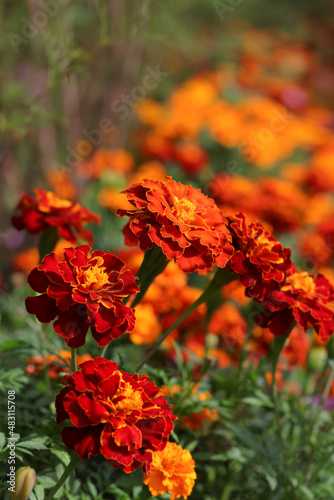 Marigold flowers bloom in the morning. Marigolds in the flowerbed .Raindrops in petals. Bright flowers on a green background. Tagetes erecta ,Mexican, African marigold in the garden. Aztec marigold © Mariia