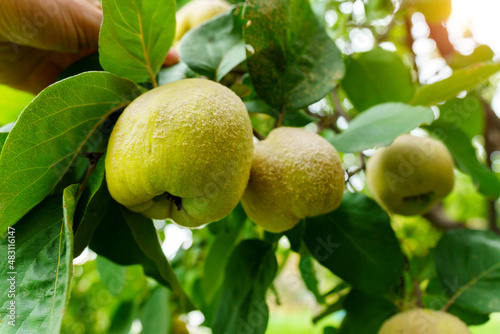 Quince fruits grow on quince tree with green foliage in autumn garden. Ripe quinces, close up