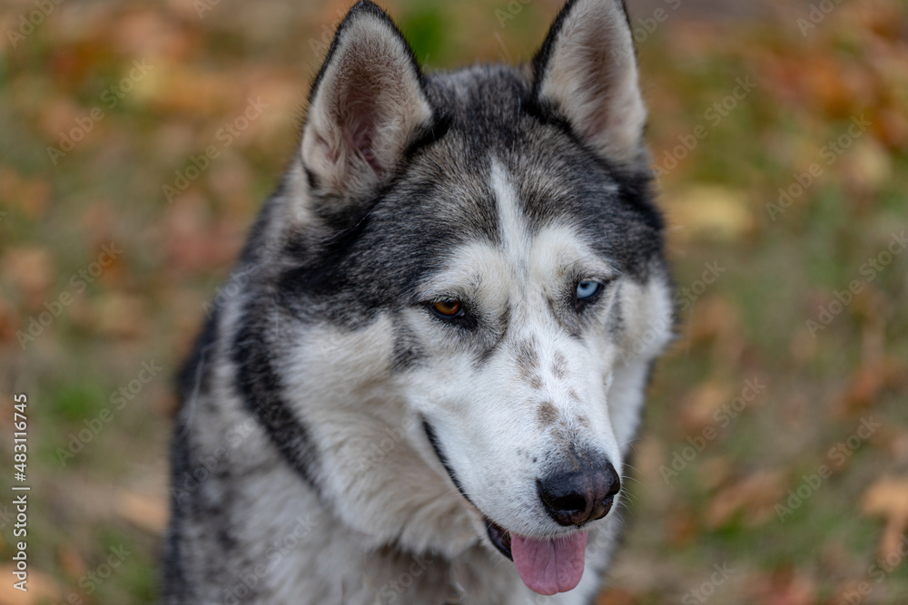curious Siberian husky portrait in autumn meadow, tongue out, brown and blue eye