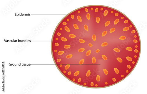 Primary structure of cross section of typical monocot stem (epidermis, hypodermis, ground tissue and vascular bundles)