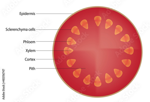 Primary structure of T.S of dicotyledonous plant stem -Primary cross sectional structure of dicotyledonous plant stem (the epidermis, the cortex, and the stele)