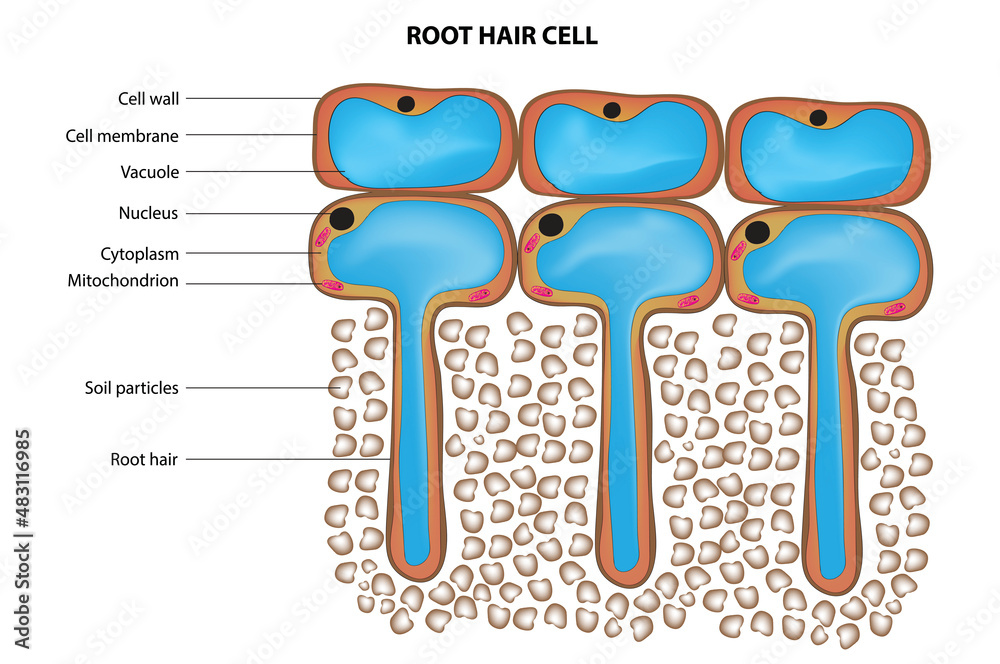 Root Hair Cell Structure nucleus Cytoplasm Cell Membrane Cell Wall 