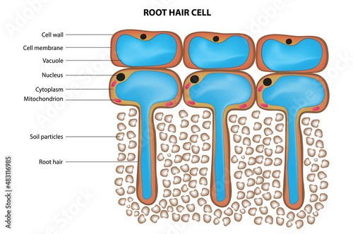 Root hair cell structure (nucleus, cytoplasm, cell membrane, cell wall and vacuole)