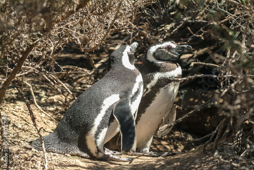 Amerique Sud Argentine Province Chubut Peninsule Valdes pampa animaux manchot pingouin magellan oiseau nid oeuf.noir blanc bec aile marin eau