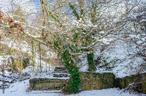 Naked Tree with its Trunk Covered with Green Climbing Plant in a Snowy Scenic. Beautiful Winter Scene in the Village of Vlasia, in Greece. photo